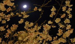 春宵 背景,古代诗人的浪漫时光