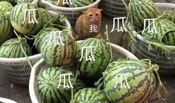 中国娱乐吃瓜,揭秘中国娱乐界的“吃瓜”盛况