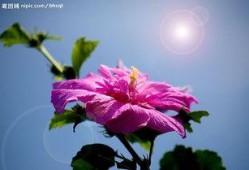 鲜花绽放的图片,捕捉鲜花盛开的瞬间