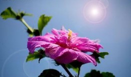 鲜花绽放的图片,捕捉鲜花盛开的瞬间