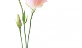 鲜花绽放的图片,捕捉鲜花盛开的瞬间