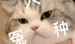 娱乐吃瓜君五条喵